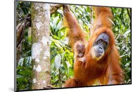 Sumatran Orangutan female with young baby, Gunung Leuser National Park, Sumatra, Indonesia-Paul Williams-Mounted Photographic Print
