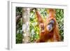 Sumatran Orangutan female with young baby, Gunung Leuser National Park, Sumatra, Indonesia-Paul Williams-Framed Photographic Print