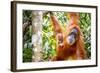 Sumatran Orangutan female with young baby, Gunung Leuser National Park, Sumatra, Indonesia-Paul Williams-Framed Photographic Print