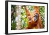 Sumatran Orangutan female with young baby, Gunung Leuser National Park, Sumatra, Indonesia-Paul Williams-Framed Photographic Print