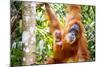 Sumatran Orangutan female with young baby, Gunung Leuser National Park, Sumatra, Indonesia-Paul Williams-Mounted Photographic Print