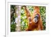 Sumatran Orangutan female with young baby, Gunung Leuser National Park, Sumatra, Indonesia-Paul Williams-Framed Photographic Print