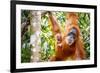 Sumatran Orangutan female with young baby, Gunung Leuser National Park, Sumatra, Indonesia-Paul Williams-Framed Photographic Print