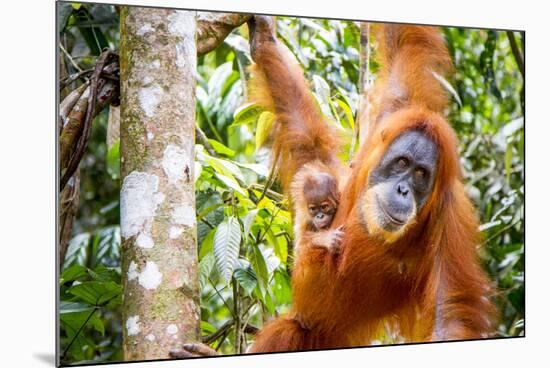 Sumatran Orangutan female with young baby, Gunung Leuser National Park, Sumatra, Indonesia-Paul Williams-Mounted Photographic Print