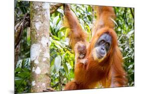 Sumatran Orangutan female with young baby, Gunung Leuser National Park, Sumatra, Indonesia-Paul Williams-Mounted Photographic Print