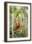 Sumatran orangutan female with young baby, Gunung Leuser National Park, Sumatra, Indonesia-Paul Williams-Framed Photographic Print