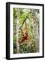 Sumatran orangutan female with young baby, Gunung Leuser National Park, Sumatra, Indonesia-Paul Williams-Framed Photographic Print