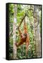 Sumatran orangutan female with young baby, Gunung Leuser National Park, Sumatra, Indonesia-Paul Williams-Framed Stretched Canvas