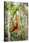 Sumatran orangutan female with young baby, Gunung Leuser National Park, Sumatra, Indonesia-Paul Williams-Stretched Canvas