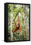 Sumatran orangutan female with young baby, Gunung Leuser National Park, Sumatra, Indonesia-Paul Williams-Framed Stretched Canvas