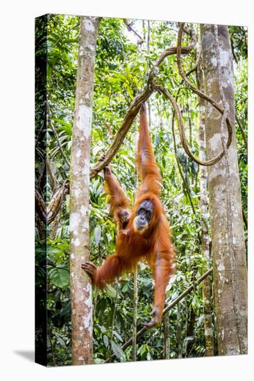 Sumatran orangutan female with young baby, Gunung Leuser National Park, Sumatra, Indonesia-Paul Williams-Stretched Canvas