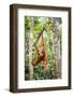 Sumatran orangutan female with young baby, Gunung Leuser National Park, Sumatra, Indonesia-Paul Williams-Framed Photographic Print