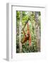 Sumatran orangutan female with young baby, Gunung Leuser National Park, Sumatra, Indonesia-Paul Williams-Framed Photographic Print