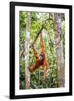 Sumatran orangutan female with young baby, Gunung Leuser National Park, Sumatra, Indonesia-Paul Williams-Framed Photographic Print