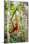 Sumatran orangutan female with young baby, Gunung Leuser National Park, Sumatra, Indonesia-Paul Williams-Mounted Photographic Print