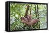 Sumatran Orangutan Mother and Playful 9 Month-null-Framed Stretched Canvas