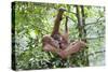Sumatran Orangutan Mother and Playful 9 Month-null-Stretched Canvas