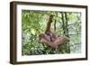 Sumatran Orangutan Mother and Playful 9 Month-null-Framed Photographic Print