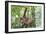 Sumatran Orangutan Mother and Playful 9 Month-null-Framed Photographic Print