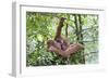 Sumatran Orangutan Mother and Playful 9 Month-null-Framed Photographic Print