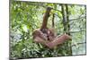 Sumatran Orangutan Mother and Playful 9 Month-null-Mounted Photographic Print