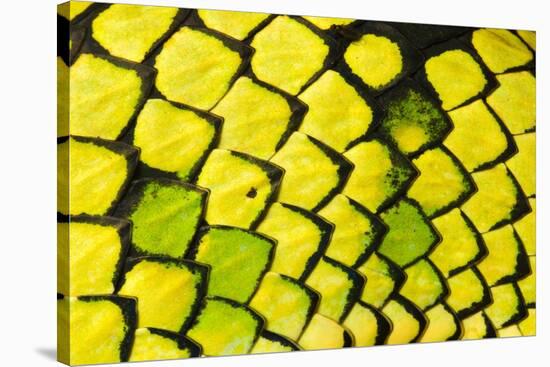 Sumatran pitviper detail of scales, Borneo-Alex Hyde-Stretched Canvas