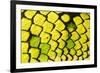 Sumatran pitviper detail of scales, Borneo-Alex Hyde-Framed Photographic Print