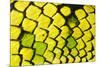 Sumatran pitviper detail of scales, Borneo-Alex Hyde-Mounted Photographic Print