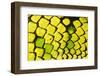 Sumatran pitviper detail of scales, Borneo-Alex Hyde-Framed Photographic Print