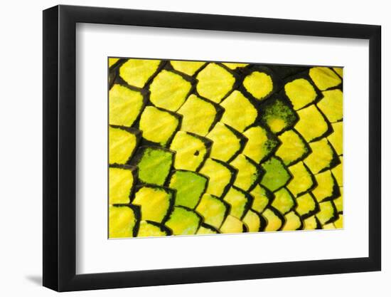 Sumatran pitviper detail of scales, Borneo-Alex Hyde-Framed Photographic Print