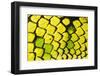 Sumatran pitviper detail of scales, Borneo-Alex Hyde-Framed Photographic Print