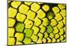 Sumatran pitviper detail of scales, Borneo-Alex Hyde-Mounted Photographic Print