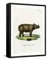 Sumatran Rhinoceros-null-Framed Stretched Canvas
