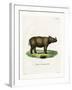 Sumatran Rhinoceros-null-Framed Giclee Print