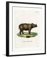 Sumatran Rhinoceros-null-Framed Giclee Print