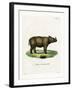 Sumatran Rhinoceros-null-Framed Giclee Print