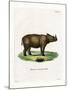 Sumatran Rhinoceros-null-Mounted Giclee Print