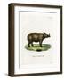 Sumatran Rhinoceros-null-Framed Giclee Print