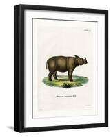 Sumatran Rhinoceros-null-Framed Giclee Print