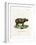 Sumatran Rhinoceros-null-Framed Giclee Print