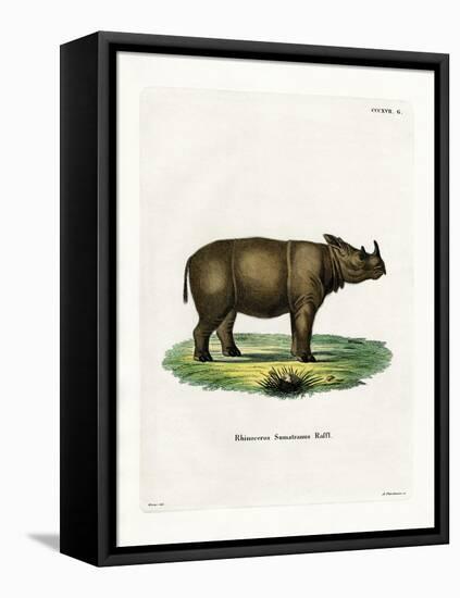 Sumatran Rhinoceros-null-Framed Stretched Canvas