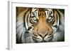 Sumatran tiger close up portrait, captive-Paul Williams-Framed Photographic Print
