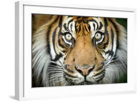 Sumatran tiger close up portrait, captive-Paul Williams-Framed Photographic Print