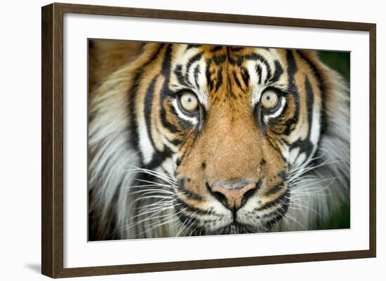 Sumatran tiger close up portrait, captive-Paul Williams-Framed Photographic Print