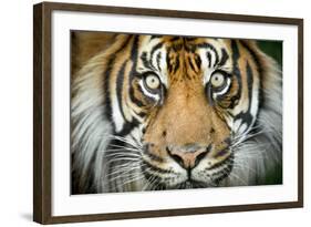 Sumatran tiger close up portrait, captive-Paul Williams-Framed Photographic Print