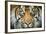 Sumatran tiger close up portrait, captive-Paul Williams-Framed Photographic Print