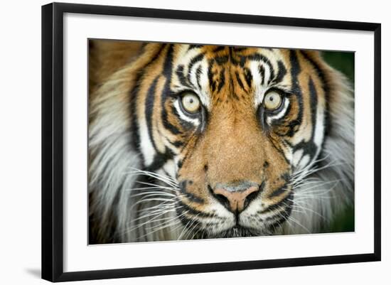 Sumatran tiger close up portrait, captive-Paul Williams-Framed Photographic Print