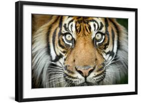 Sumatran tiger close up portrait, captive-Paul Williams-Framed Photographic Print