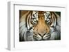 Sumatran tiger close up portrait, captive-Paul Williams-Framed Photographic Print