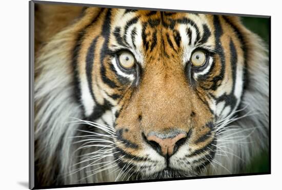 Sumatran tiger close up portrait, captive-Paul Williams-Mounted Photographic Print